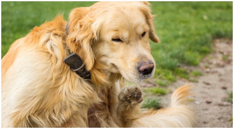 How To Get Rid Of Fleas On Dogs