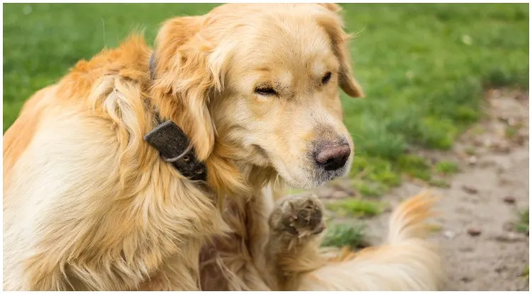 Golden retriever scratching itself because of fleas