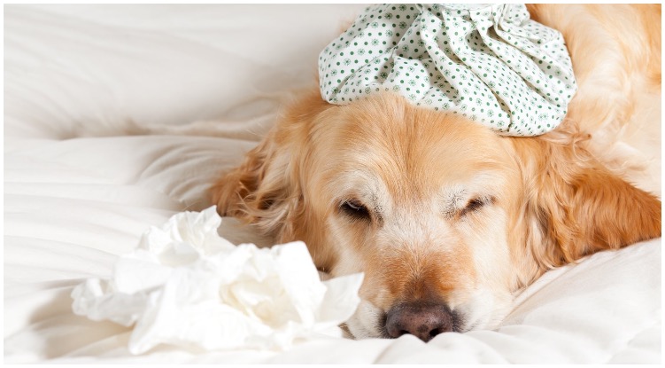 Golden retriever laying down sick while his owner wonders can dogs catch the flu