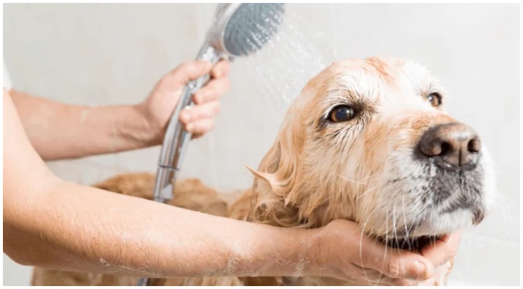 Golden retriever having a bath while his owner wonders how often to bathe a dog