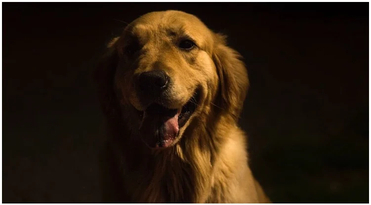 Golden retriever standing in the dark while his owner wonders can dogs see in the dark