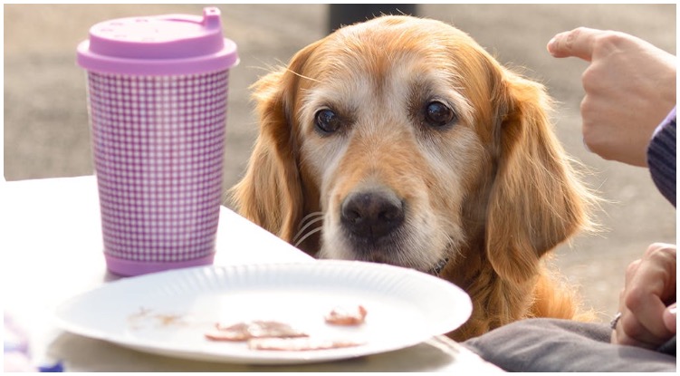 Golden retriever looking at a plate with bacon