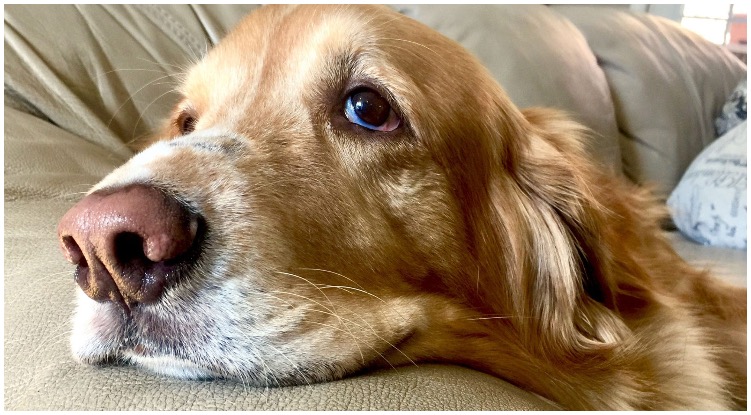 Golden retriever looking sad at the couch while his owner wonders can dogs get cancer?