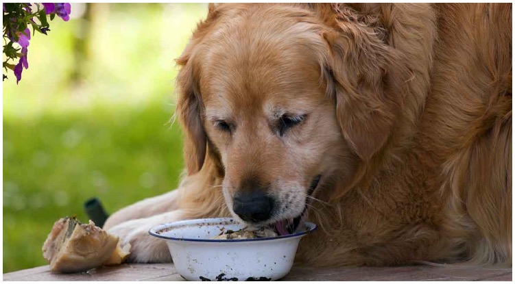Golden retriever losing it’s appetite due to liver cancer