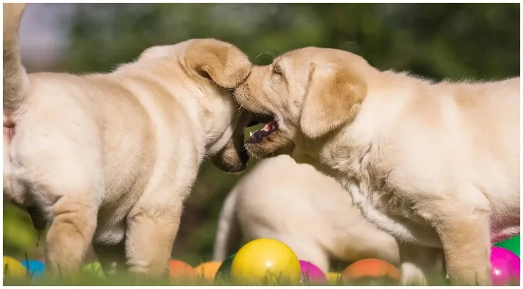 Golden retriever puppies spreading fleas in dog park