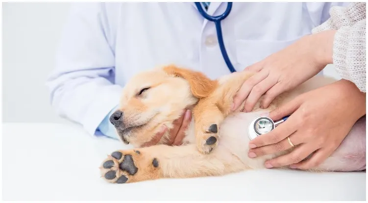 Golden retriever puppy at vet after his owner didn’t knew which food is good or bad for dogs 