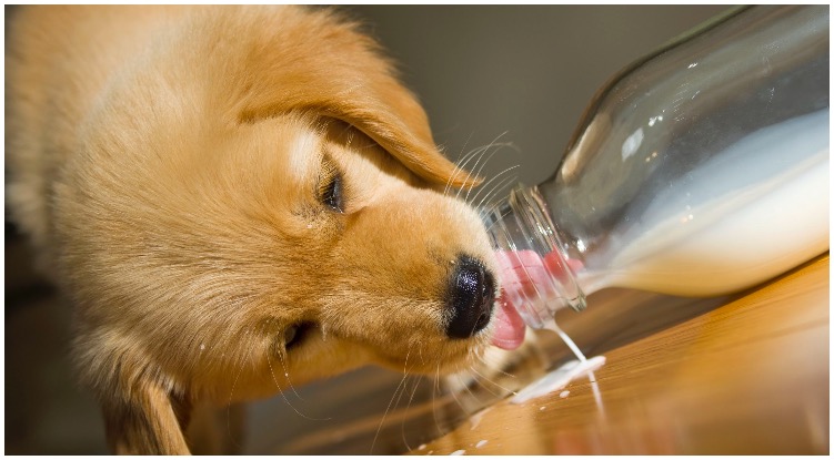 Golden retriever puppy drinking milk while his owner wonders are dogs lactose intolerant