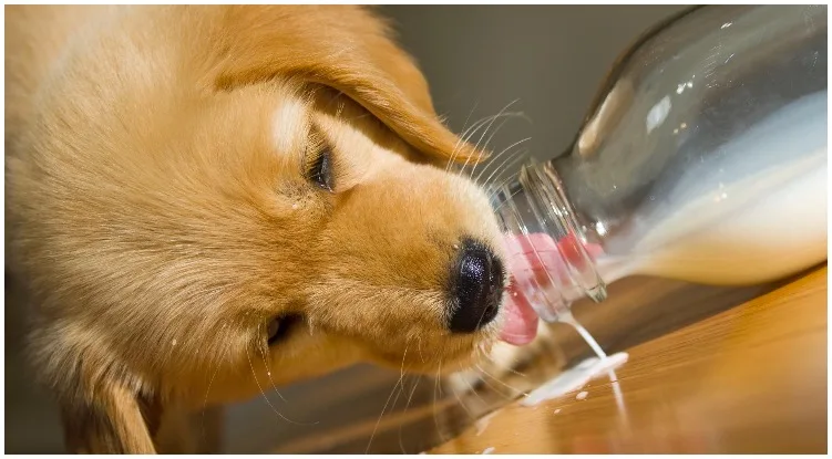 Golden retriever puppy drinking milk out of a glass bottle 