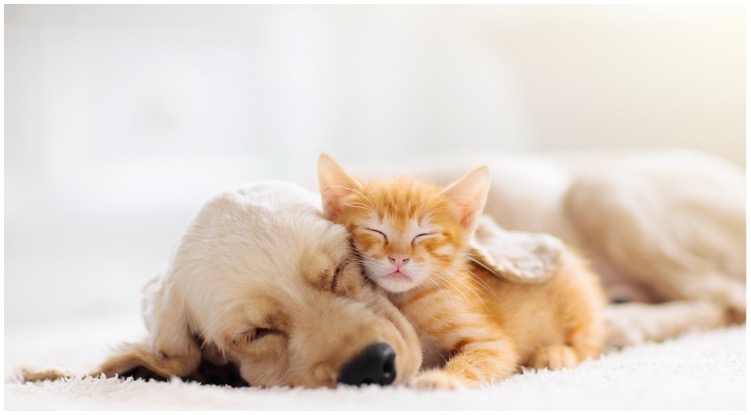 Golden retriever puppy taking a nap with a ginger kitten while their owner wonders can dogs be allergic to cats