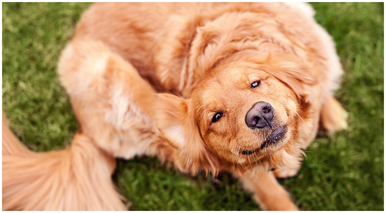 Golden retriever scratching itself while his owner wonders can dogs have benadryl
