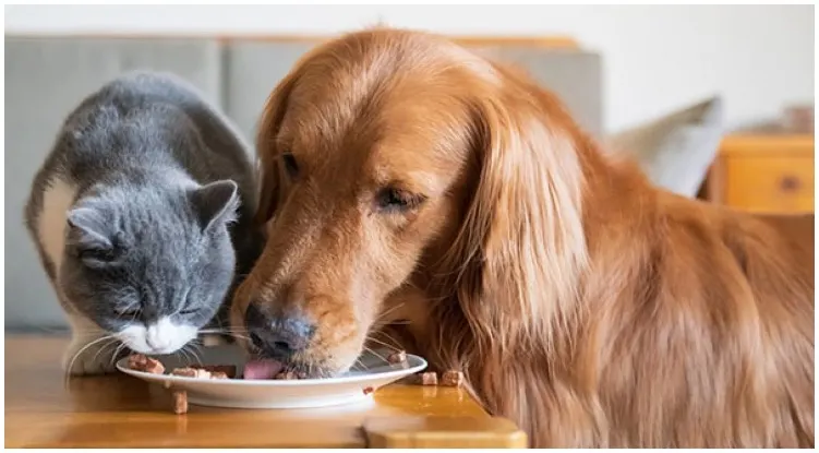 Golden retriever stealing food from his cat friend