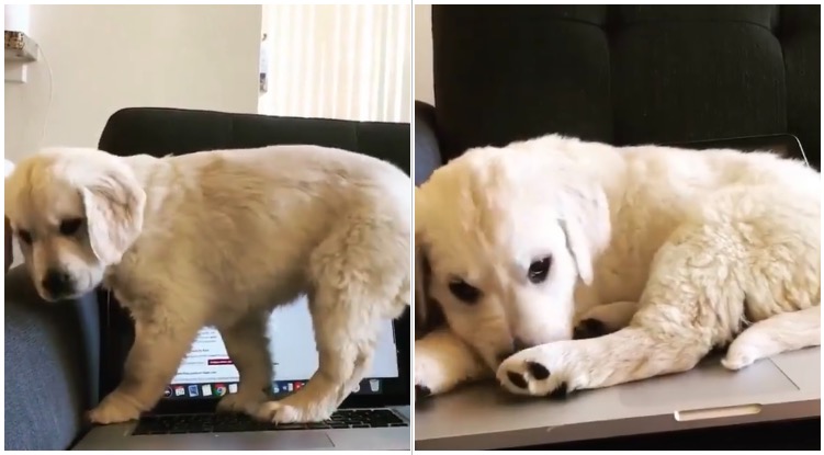Golden retriever puppy taking a nap on it’s owner laptop