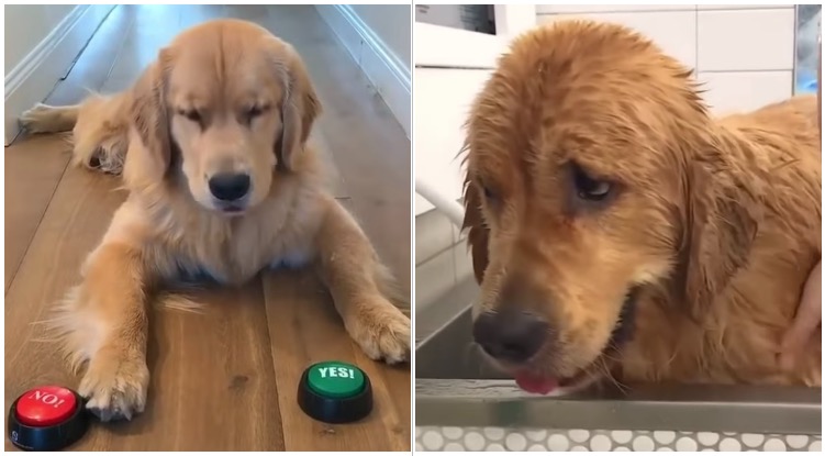Golden retriever got tricked by owners into taking a bath