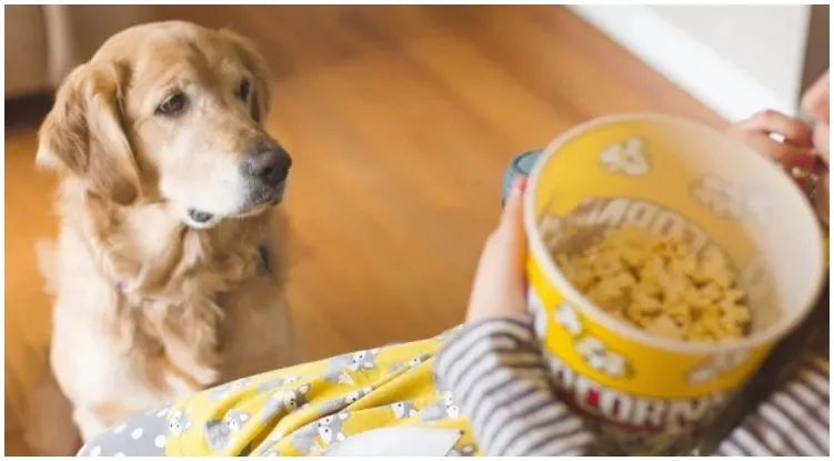 Golden retriever next to owner waiting for some popcorn 