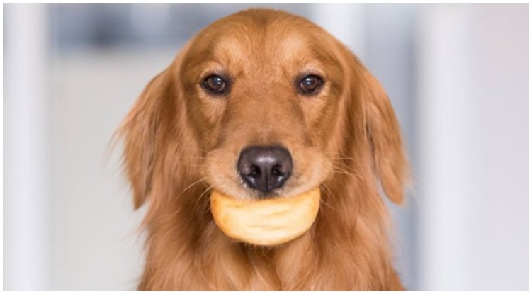 Adorable golden retriever with a bagel in his mouth 