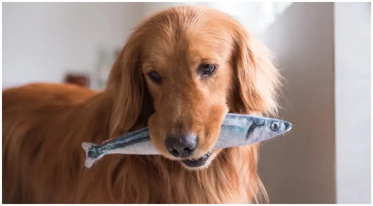 Golden retriever with a fish in its mouth 
