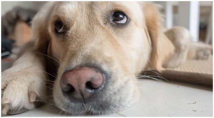 How Long Can A Dog Live With Cancer Golden Retriever Club