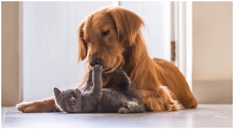 Golden retriever playing with kitten on the floor