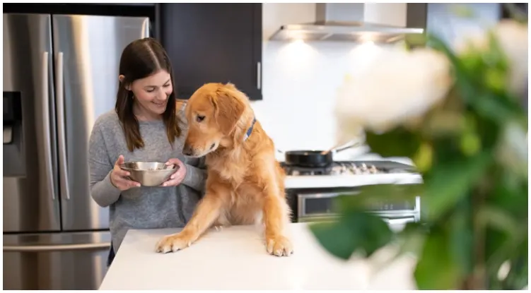 Golden retriever owner wonders which food is good or bad for dogs and if rice is a good option 