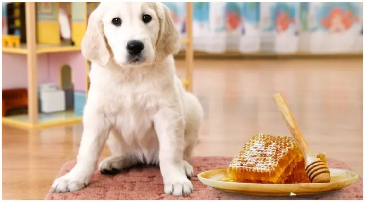 Golden retriever standing next to honey while his owner wonders which food is good or bad for dogs 