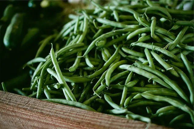 Green beans, a healthy treat for the dog
