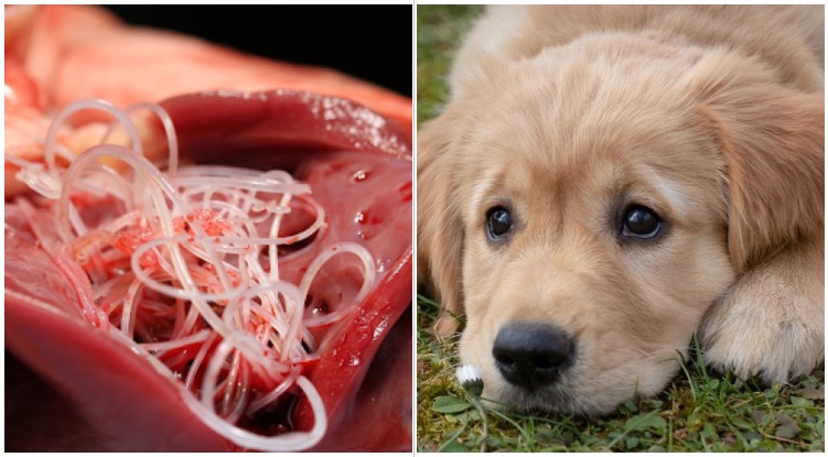 How Do Dogs Get Heartworm Disease?