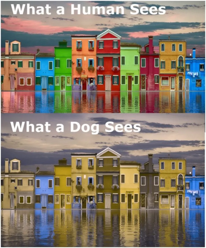 What colors do dogs see and are dogs color blind