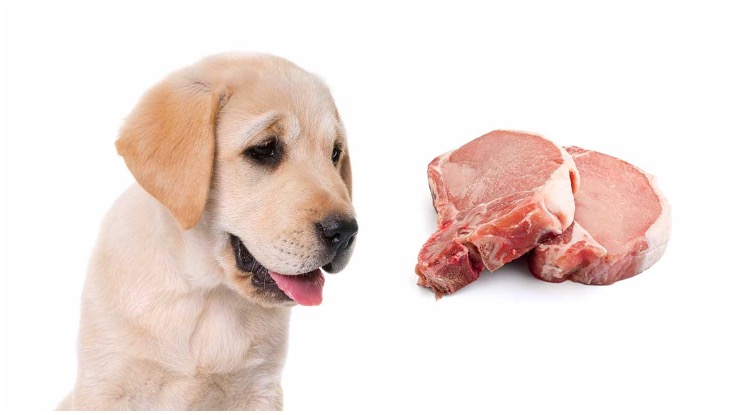 Labrador retriever trying to decide which food is good or bad for dogs 