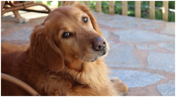 Golden retriever looking at his owner while he is wondering how long do dogs live