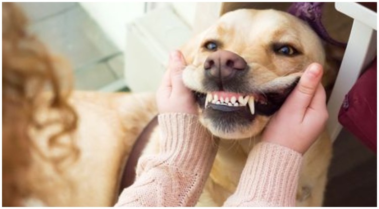 Golden retriever owner taking a look at her dog’s teeth