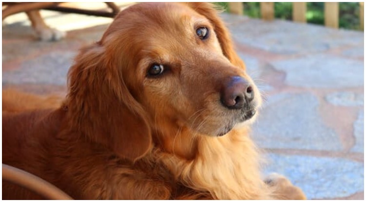 Golden retriever looking at owner while he wonders can dogs get hiccups