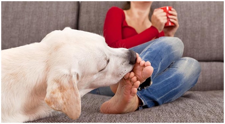 Dogs smelling cancer licking it’s owners feet