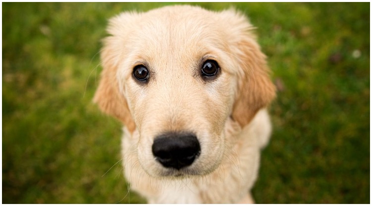Golden retriever puppy looking at his owner while he wonders why do dogs shake?