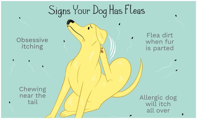 To get rid of fleas on dogs, you have to know the signs of fleas