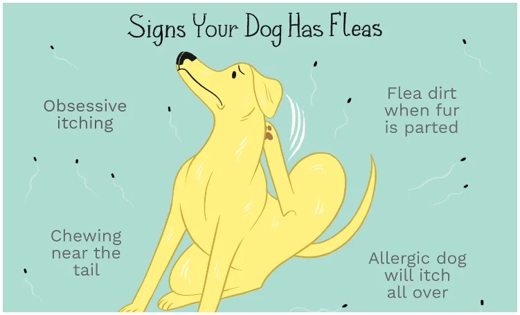 To get rid of fleas on dogs, you have to know the signs of fleas