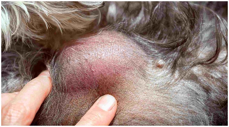 Skin bump on a dog being inspected by owner who wonders can dogs get skin cancer?
