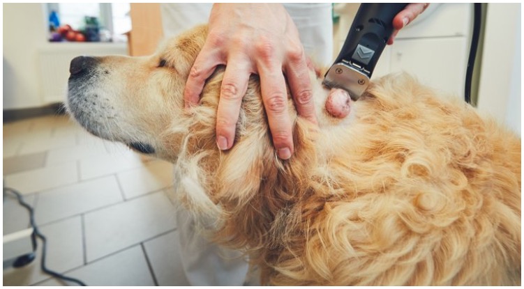 Golden retriever at the vet getting shaved while his owner wonders can dogs get skin cancer