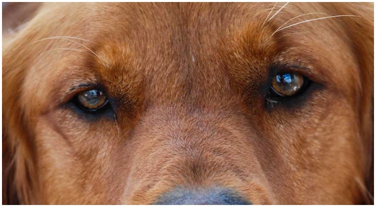 How do dogs see the world with their much poorer eye vision