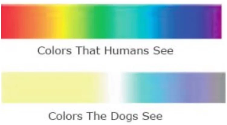 Color spectrum explaining how do dogs see the world