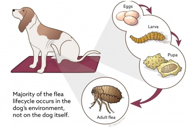 How to get rid of fleas on dogs, learn about their life cycle 