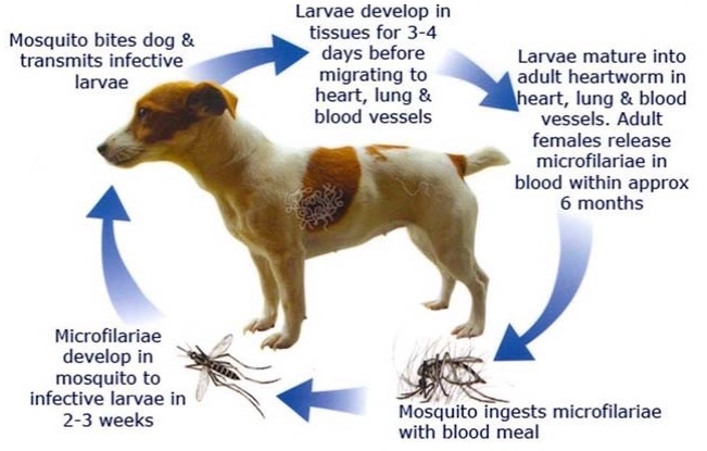 The lifecycle of heartworms in dogs