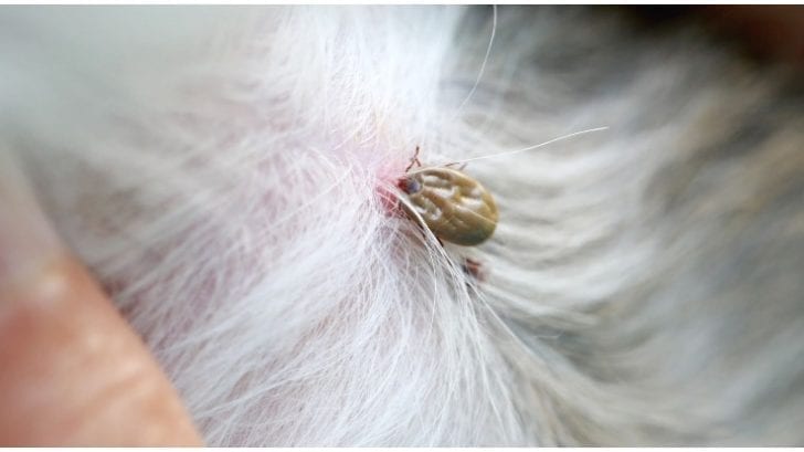 Tick Head Stuck In Dog! What To Do? - Golden Retriever Club