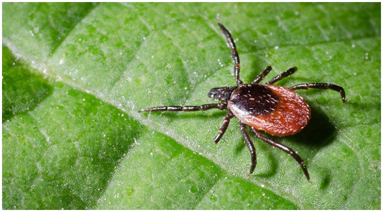 A tick sitting on a leaf in nature