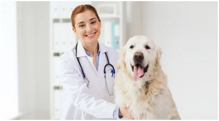 Golden retriever smiling next to vet while she discusses with his owner what flea medication for dogs is the best choice 