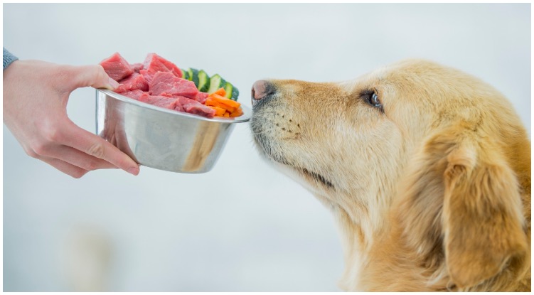 Owner trying to decide which food is good or bad for dogs