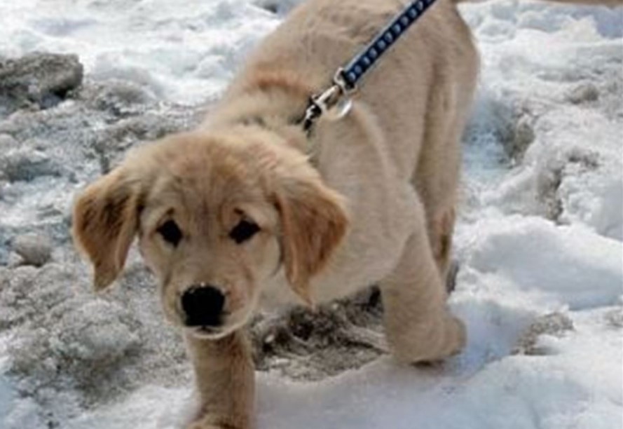 golden retriever puppy training to help blind people
