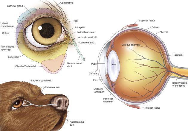 anatomy of a dog's eye