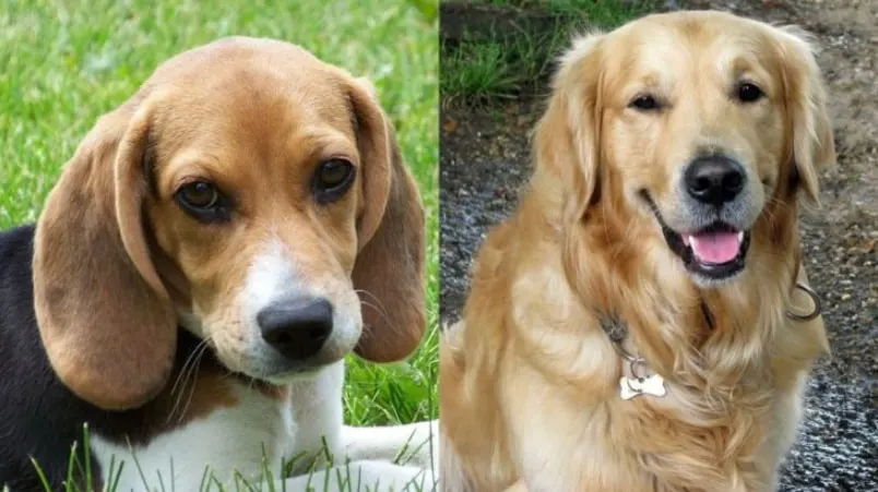 Split image of a Beagle and a Golden retriever