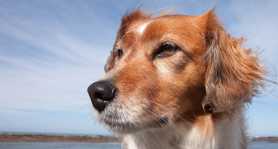 Golden retriever Beagle mix: The adorable Beago!