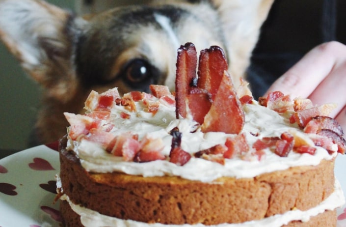 Dog looking at cake